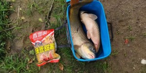 老坛蜂蜜甜薯换大鲤