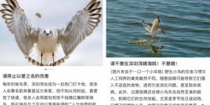 深圳一高三学生因备考受校园鸟鸣干扰，请求“拆除鸟巢”！校长回应